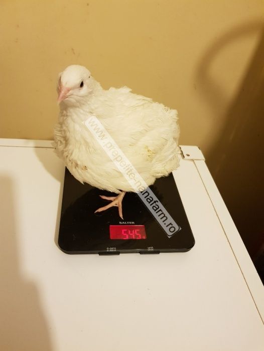 cusca 80 prepelite+adapatori automate