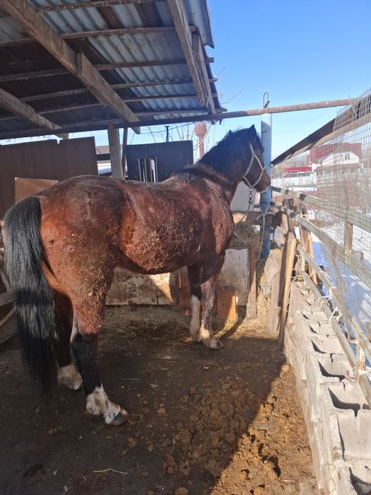 Продам жеребеца 6 лет