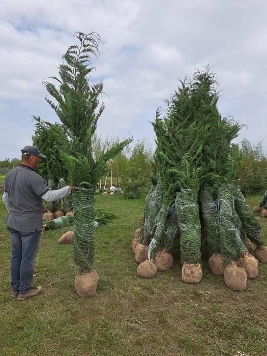 Vând tuia leylandii chiparos la oferta