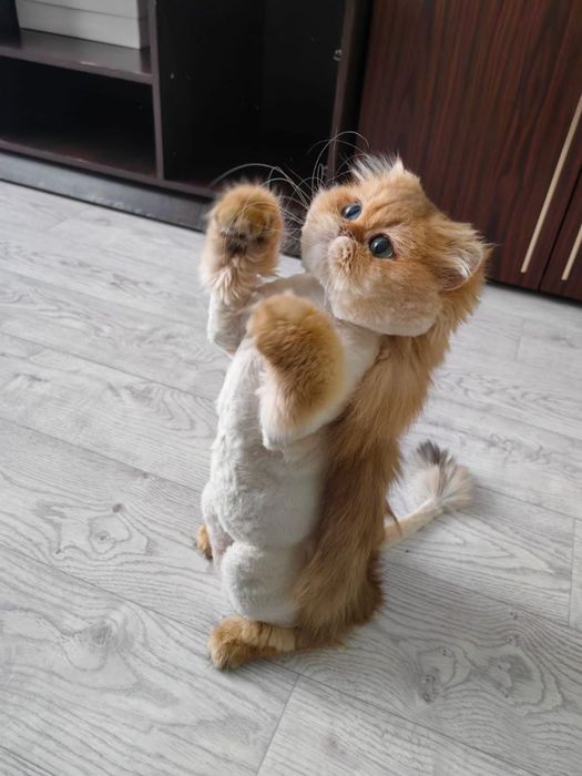 Британская золотая шиншилла