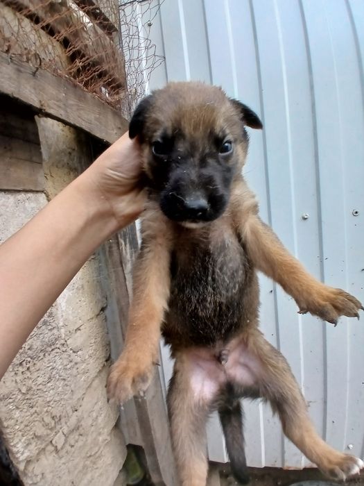 Продам щенки немецкий овчарка