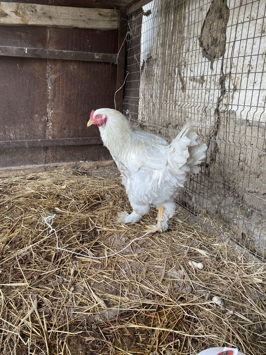 Продается петух