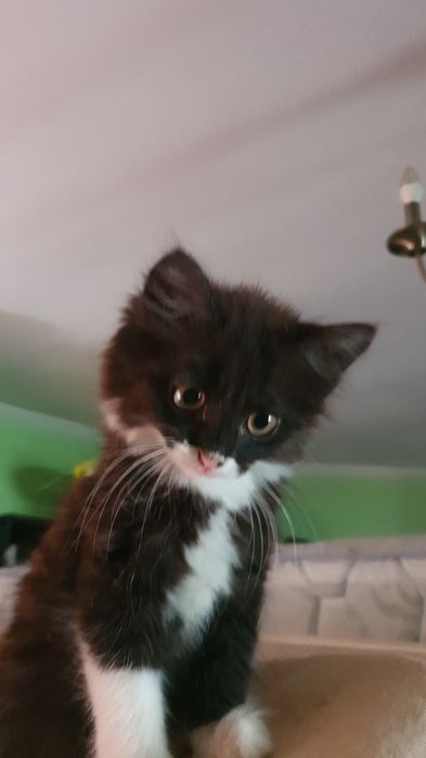 Отдам котёнка, 1.5 мес