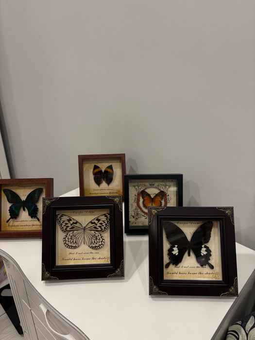 настоящая бабочка в рамке