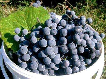 Продавам грозде липа