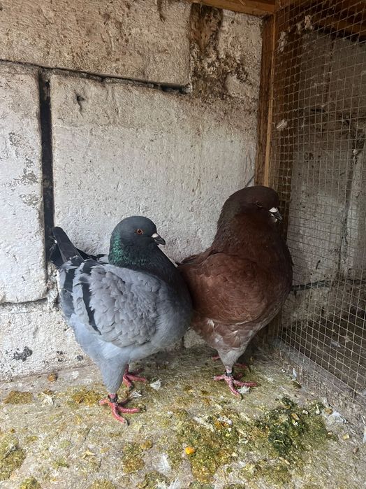 Porumbei king 2 perechi