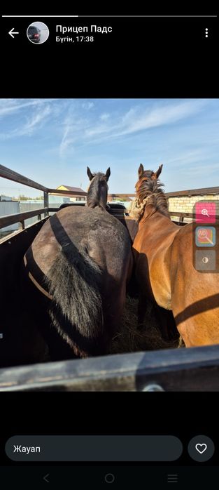 Каневоз сатлады заказга