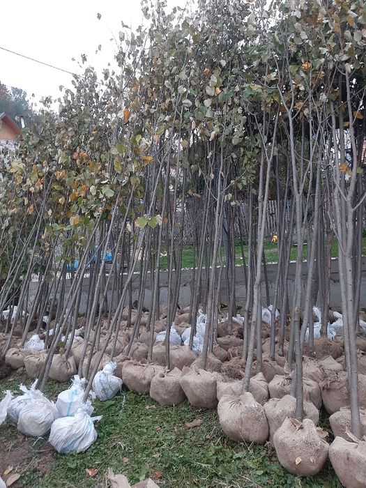 vand tei avem de la 3-5m