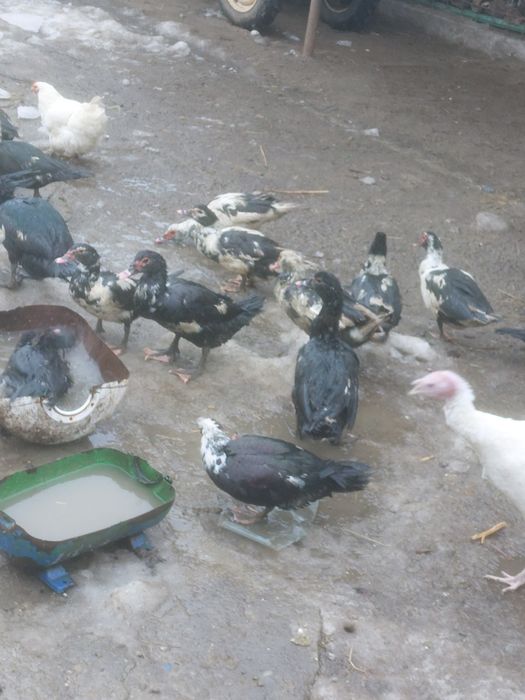 30 de rate mute tinere disponibile