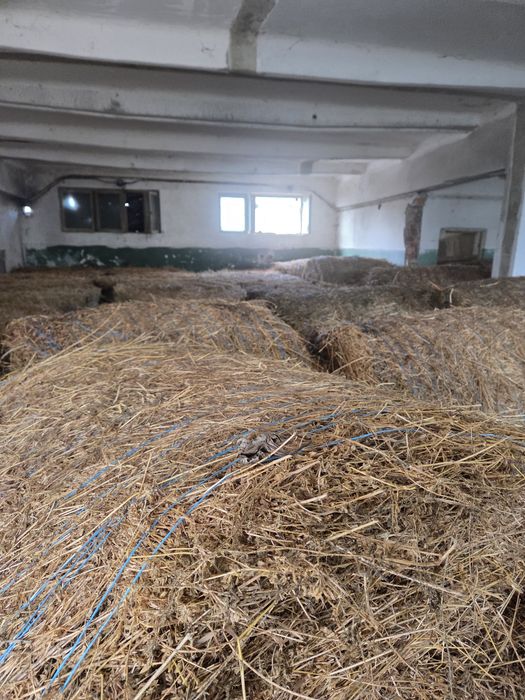 Vând baloti de lucerna