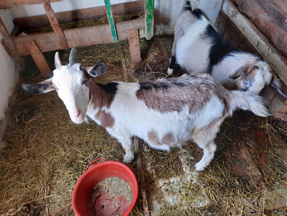 Альпий  ешкі буаз