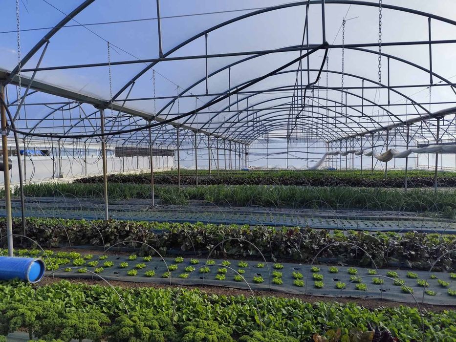 Поцинкована конструкция- оранжерия