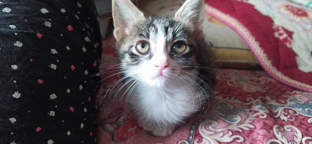 Отдам счастье в добрые руки