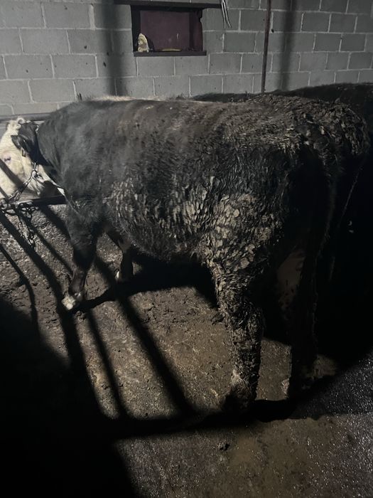 Семіз сиыр , Бұқалар сатылады