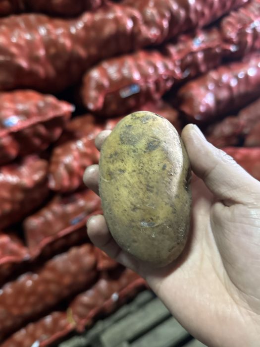 Продажа картофель 150-140 тенге оптом