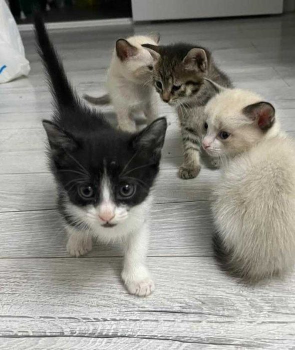Красивые котята в подарок