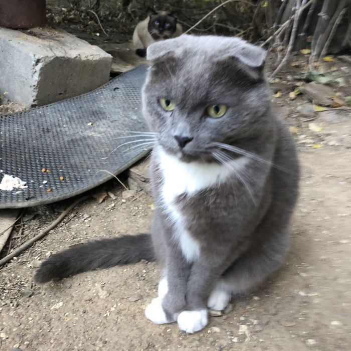 Животные . Кошки.