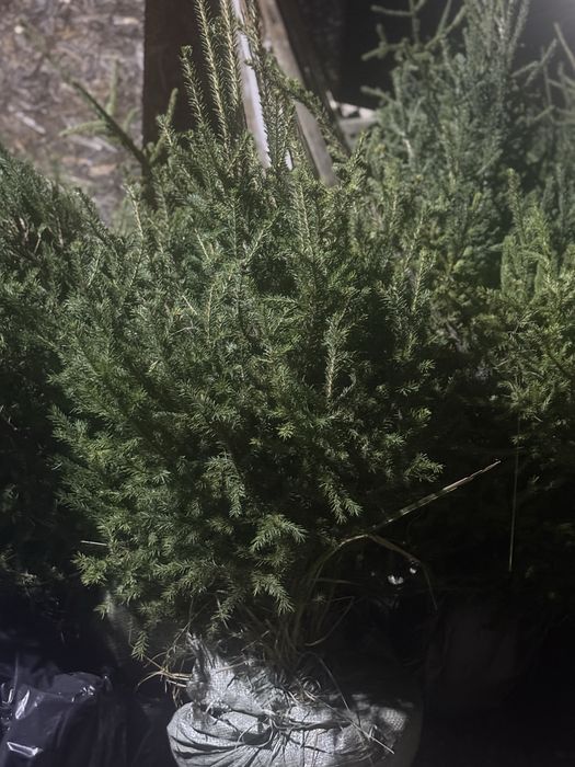 Продам Сибирскую Ель