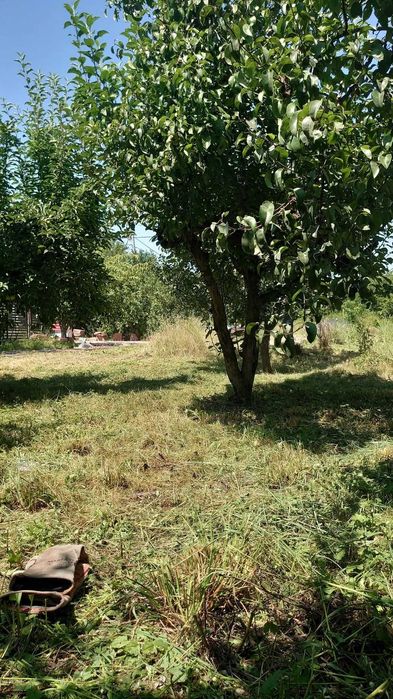 Taiere pomi, cosit gazon/iarba