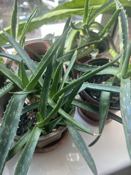 Алоэ вера оптом 4 штуки=1500 тенге