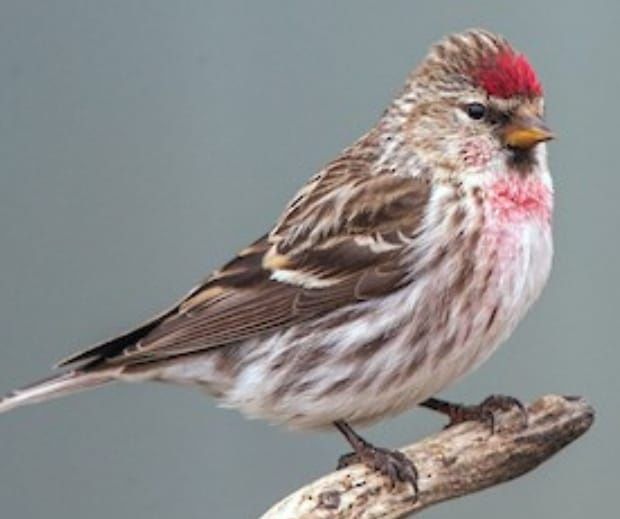 Щеглы продаюца чёрноголовые