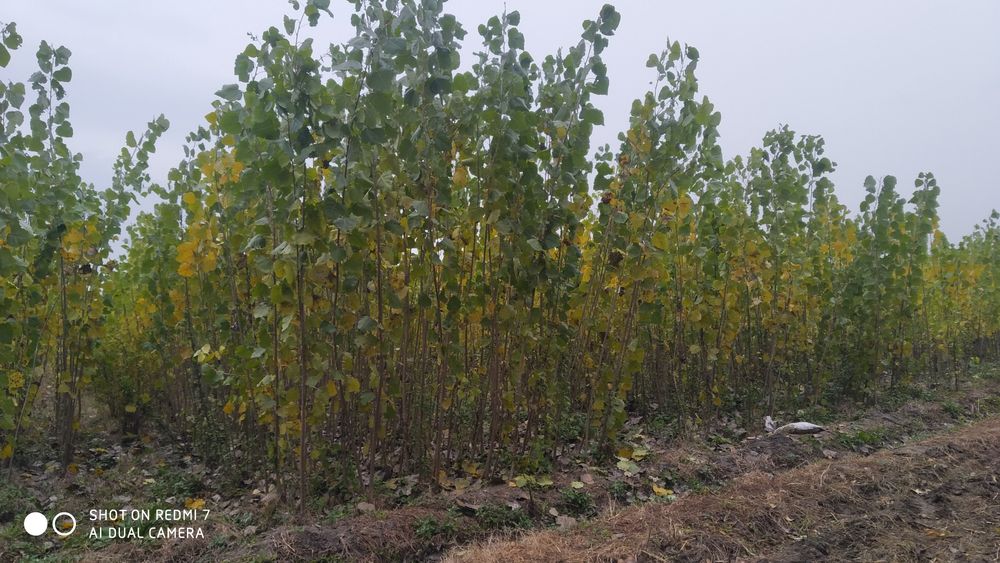 Terak kochatlar Kaliforniya va koʻk terak bor optom narxda sotiladi