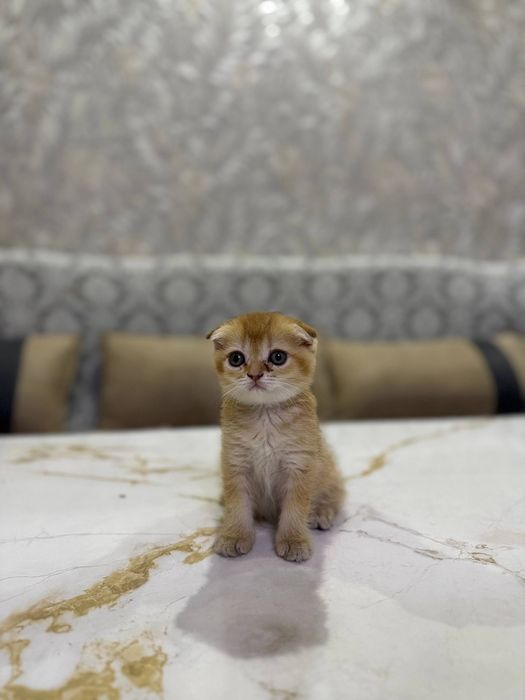 Шиншилла котёнок