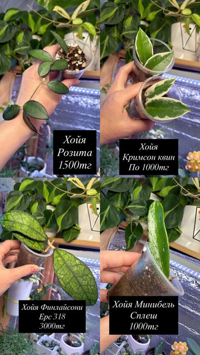 Комнатные растения