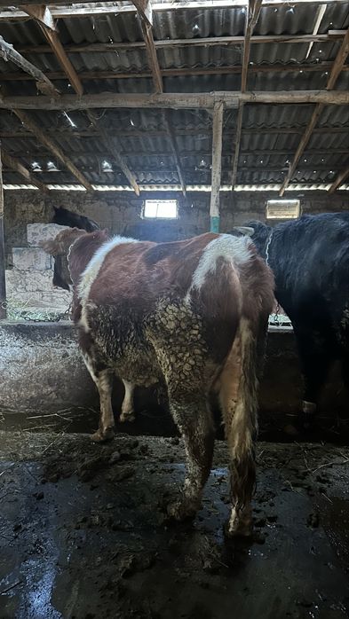 7 ай байланған мал