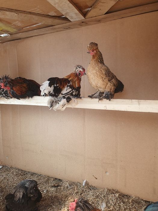 Декоративные куры Японские