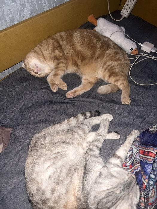 отдам кошек в добрые руки