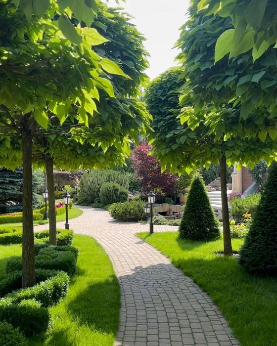 саженцы Катальпы (Чудо дерево)