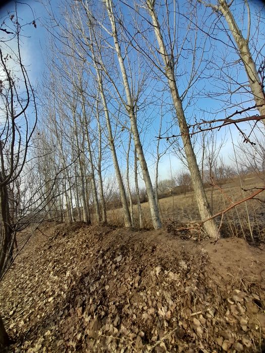 Terak sotiladi tezda