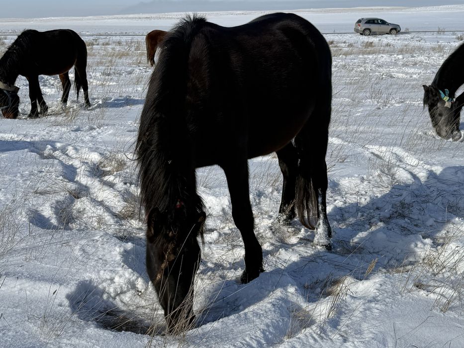 Жуас биелер сатылады