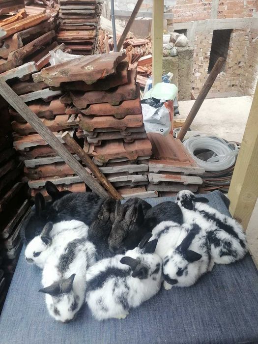 Свободни зайчета