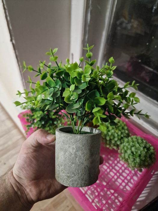 Декоративные растеня