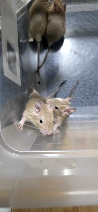 Donez pui veverita Degu, zona Militari