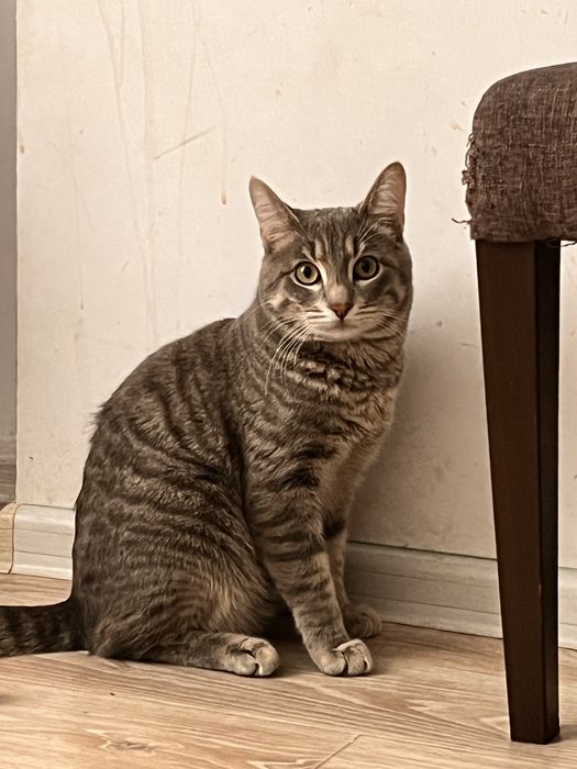 Ищем кошечку на вязку(первый раз)