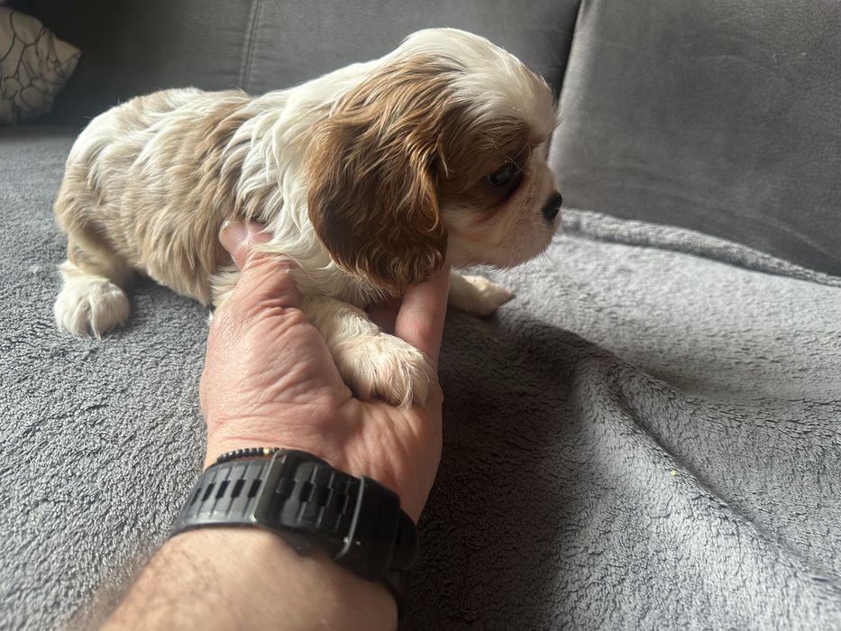 Празнична промоция. Продавам малки кавалерчета