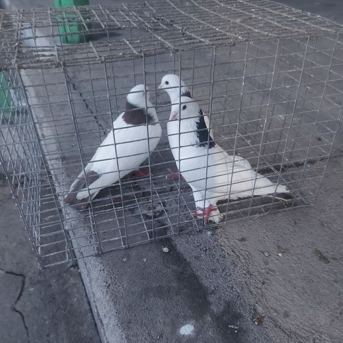 Краснашейки сизашейки 3 самец