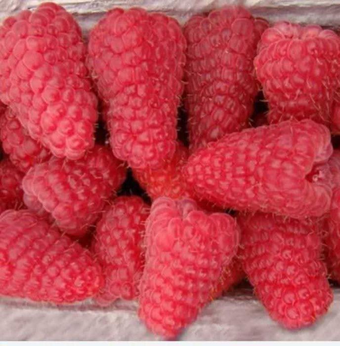 Разсад Ягоди и Малини