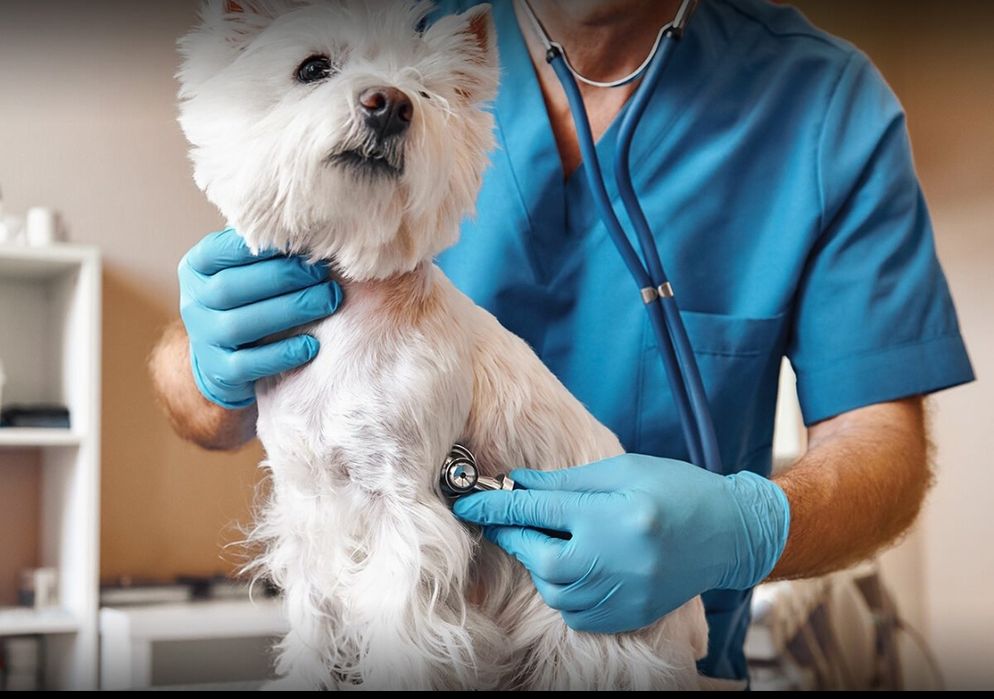 Veterinariya xizmati. Veterinar vrach