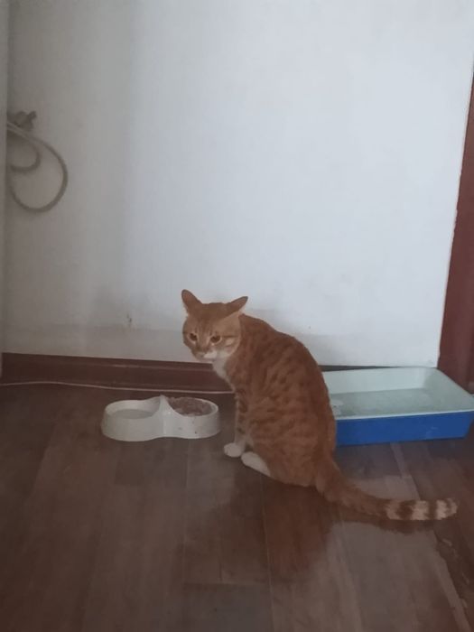 Отдам рыжего кота