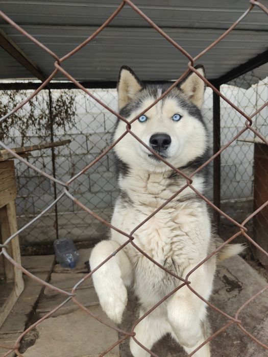Отдам красавца в хорошие руки
