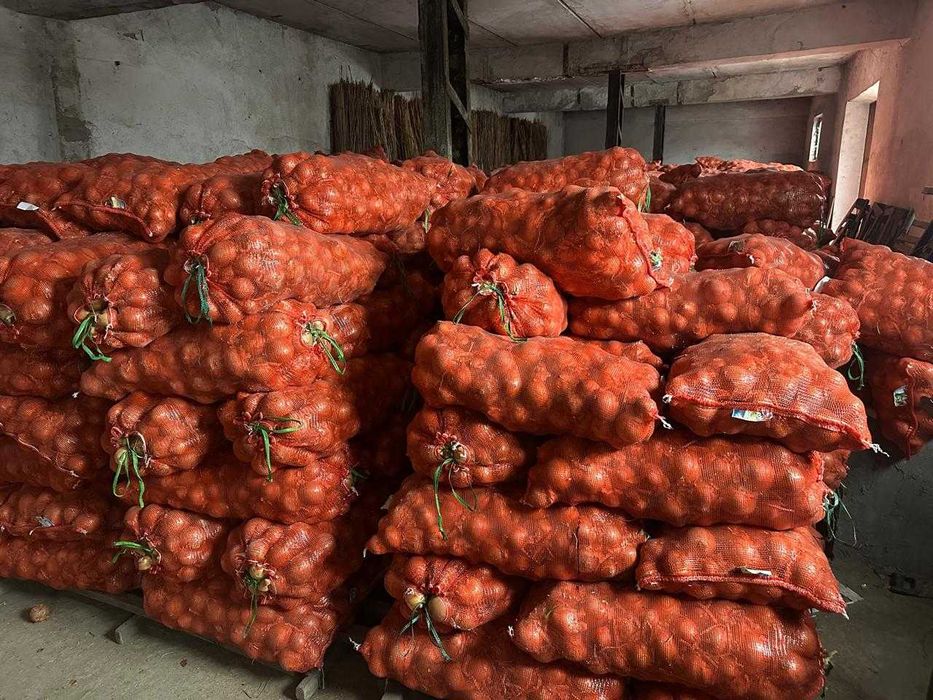 лук крупным и мелким оптом