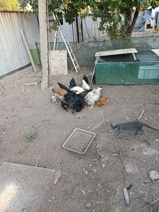 Продам цеплят молодняк