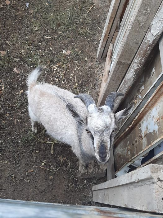 Асыл тұқымды теке альпейский