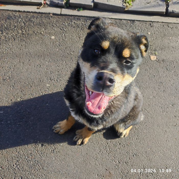 Найдена собака потеряшка