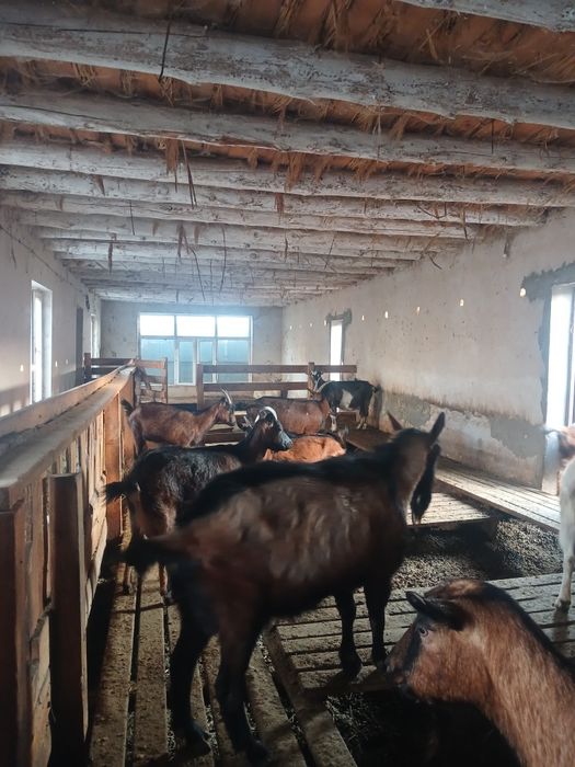 Альпі француз теке сатылады.