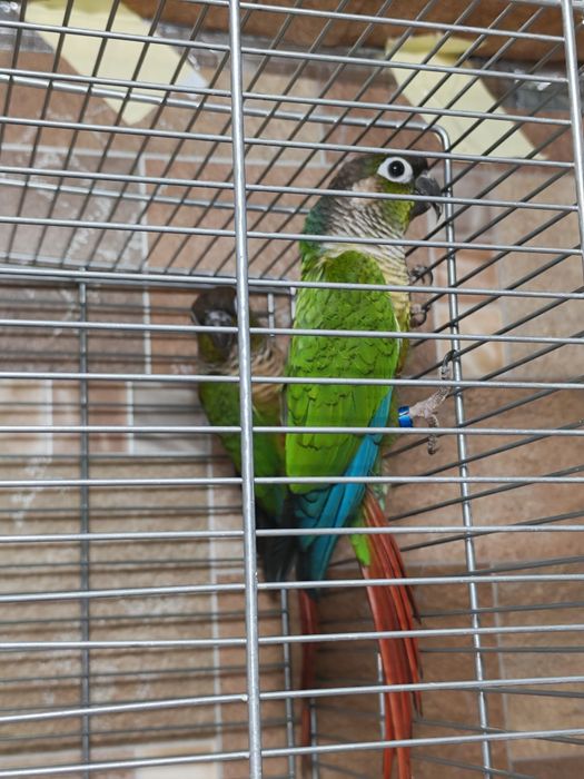 Pereche adulta Conure (Pyrrhura Molinae)